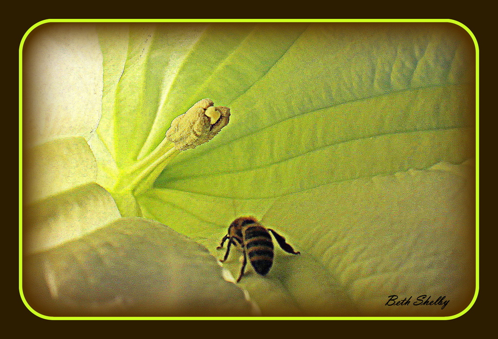 The world through a bee's eyes by vernabeth