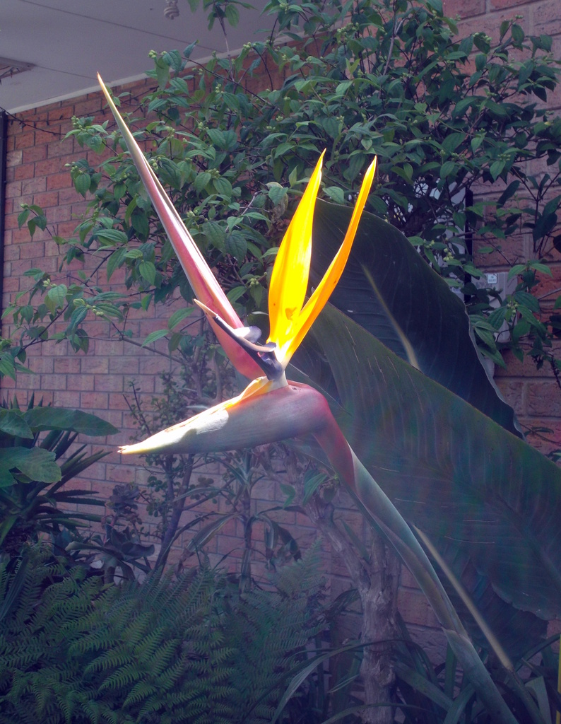 Bird of Paradise by marguerita