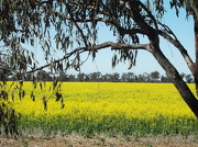 9th Oct 2012 - Canola Time