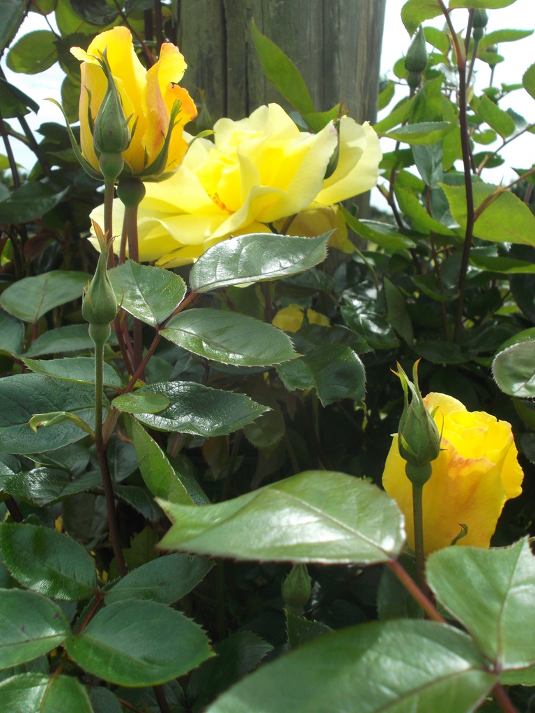 Yellow roses by marguerita
