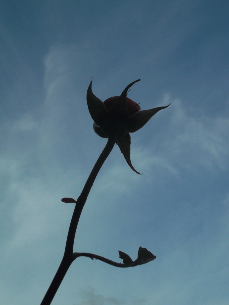 Silhouette of a rosebud by marguerita