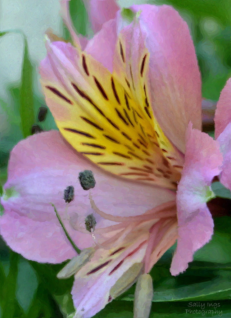 Pink Inca Lily by salza