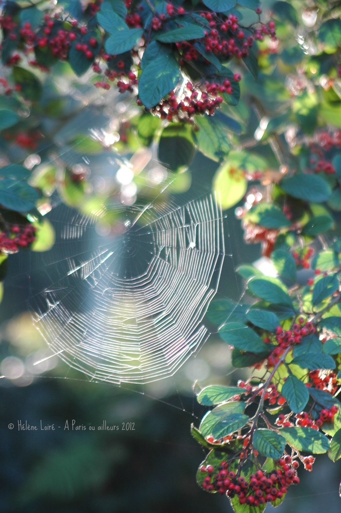 Web in Cotoneaster by parisouailleurs