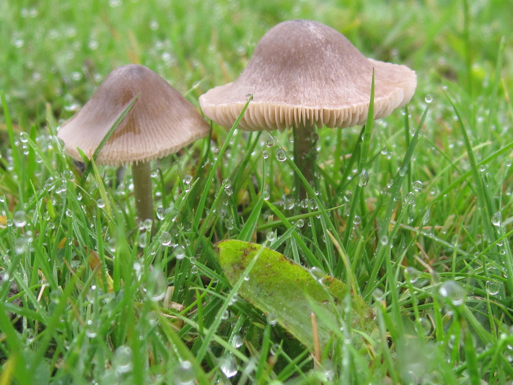 mushrooms by mariadarby