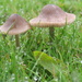 mushrooms by mariadarby