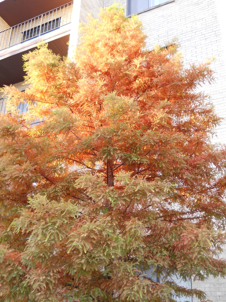 Autumn tree by kchuk