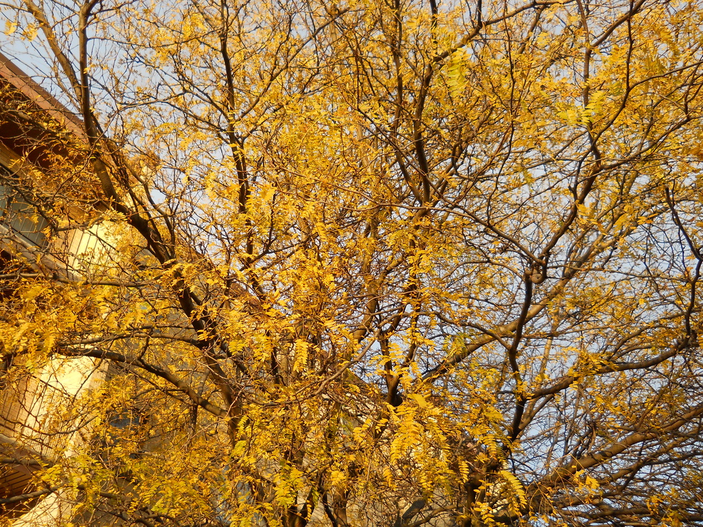Another autumn tree by kchuk