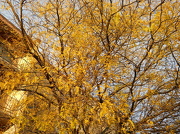 21st Oct 2012 - Another autumn tree