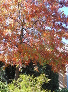22nd Oct 2012 - Another autumn tree
