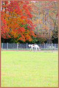 17th Oct 2012 - Autumn on the Horse Farm