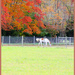 Autumn on the Horse Farm by hjbenson