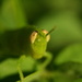 Choose Wisely Grasshopper by kerristephens