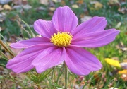 22nd Oct 2012 - Cosmos Flower