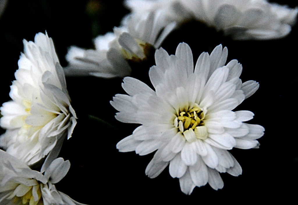 Chrysanthemum by dakotakid35