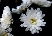 22nd Oct 2012 - Chrysanthemum