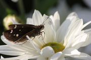 22nd Oct 2012 - Spiral-tongued Skipper