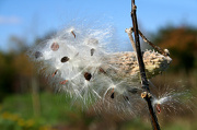 22nd Oct 2012 - Milkweed Seeds