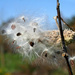 Milkweed Seeds by lauriehiggins
