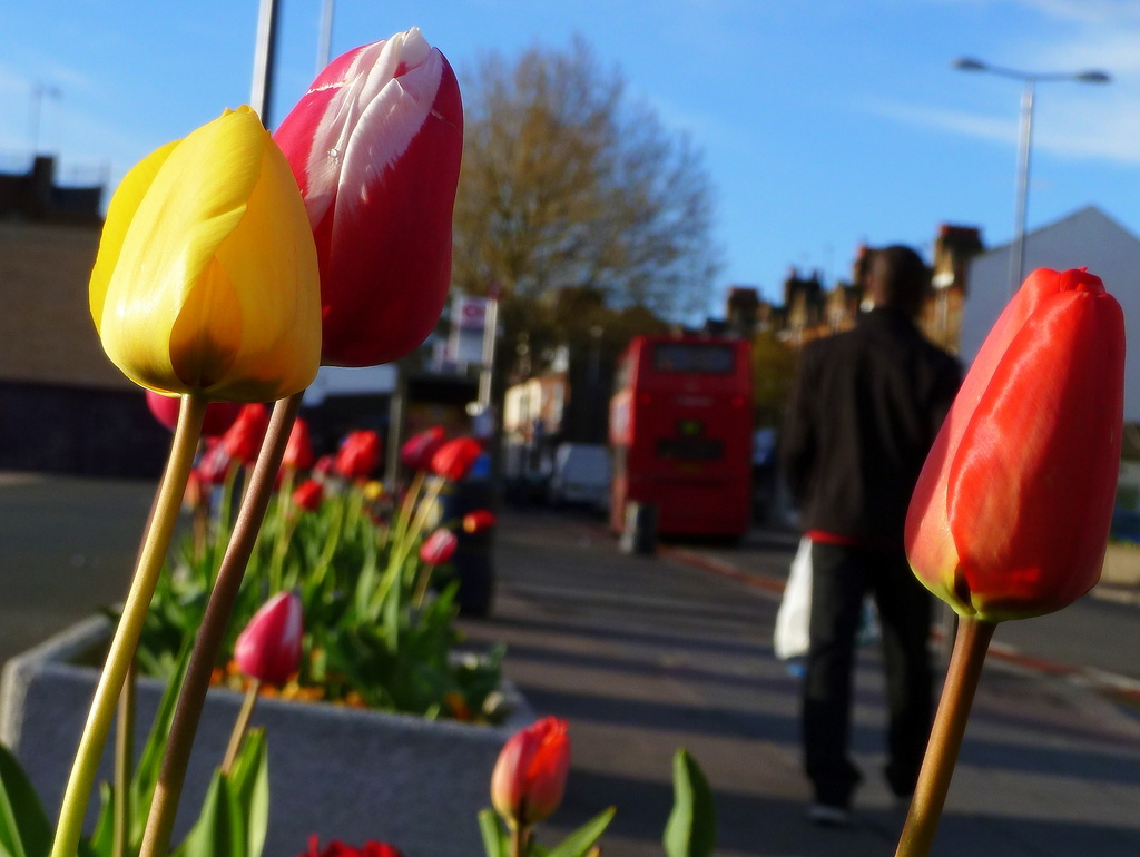 More tulips by boxplayer