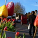 More tulips by boxplayer
