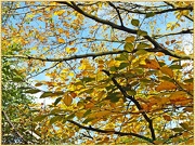 23rd Oct 2012 - Autumn Foliage