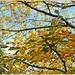 Autumn Foliage by carolmw