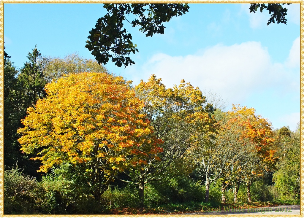 Trees In Autumn by carolmw