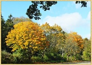 23rd Oct 2012 - Trees In Autumn