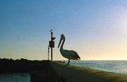 23rd Oct 2012 - Pelican