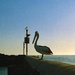 Pelican by peterdegraaff
