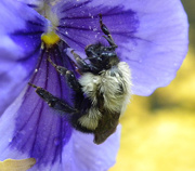 22nd Oct 2012 - Bumble Bee Sex II