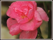 23rd Oct 2012 - Drowned miniature rose