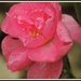 Drowned miniature rose by rosiekind