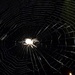 Serendipity Spider by rosbush