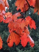 23rd Oct 2012 - Autumn colour