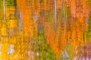 23rd Oct 2012 - Water Monet