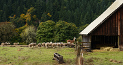 21st Oct 2012 - Mama Lama Leads the Sheep to Dinner