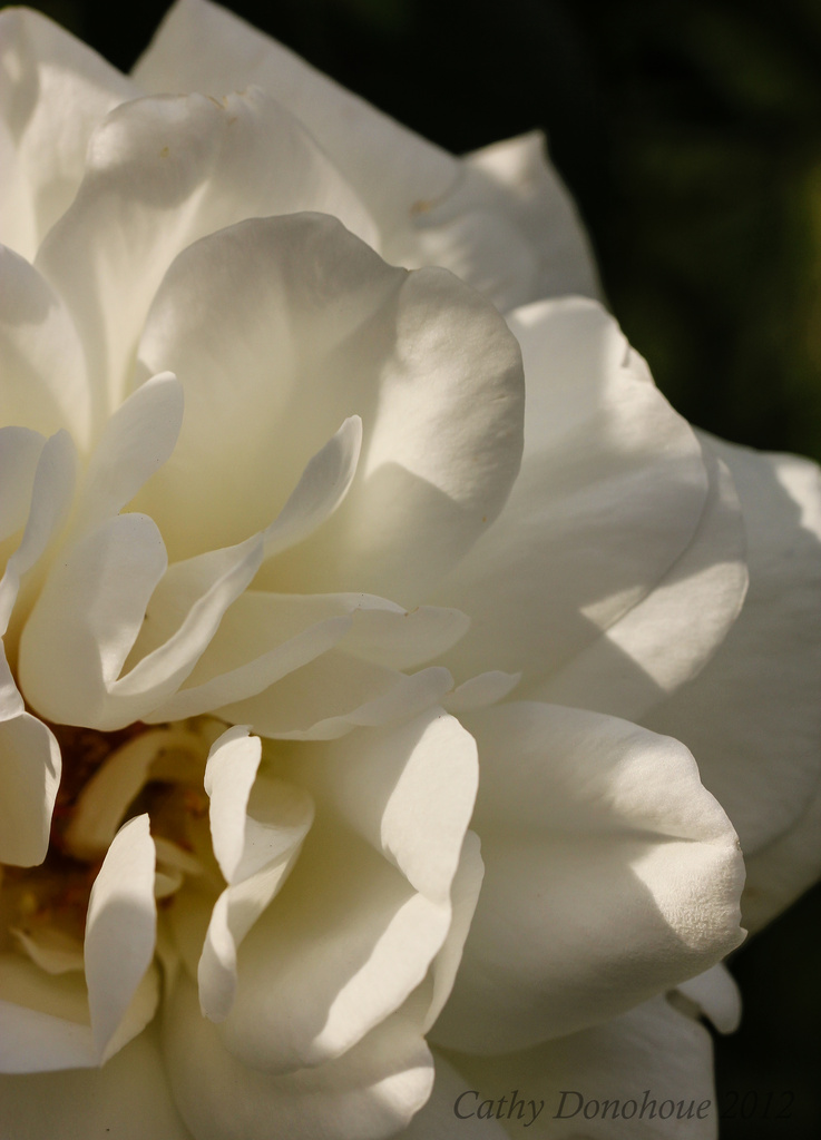White Rose by cdonohoue