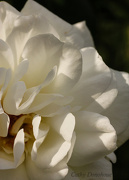 23rd Oct 2012 - White Rose