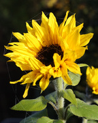 22nd Oct 2012 - October Sunflower
