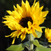 October Sunflower by phil_howcroft