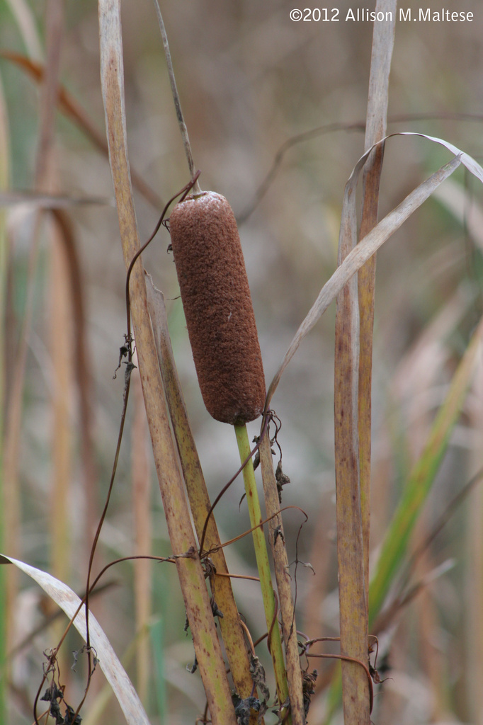 Cattail by falcon11
