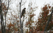 23rd Oct 2012 - Red-tailed Hawk