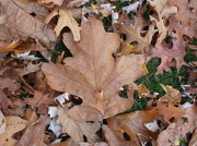 23rd Oct 2012 - Big Oak Leaf