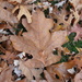 Big Oak Leaf by julie
