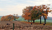 24th Oct 2012 - Country Skyline