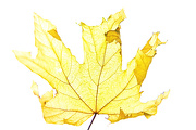 23rd Oct 2012 - Old Leaf