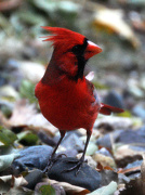 23rd Oct 2012 - Cardinal