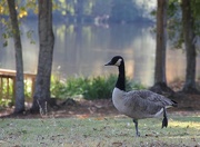 22nd Oct 2012 - Goose Yoga