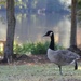 Goose Yoga by tara11